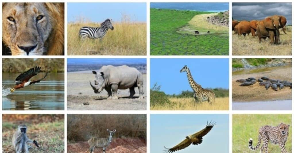 The Leadership Spirit Animal Icebreaker